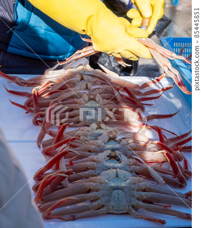 Snow crab in winter season 85445851