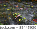 Pond of monet 85445930