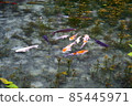 Pond of monet 85445971