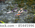 Pond of monet 85445996