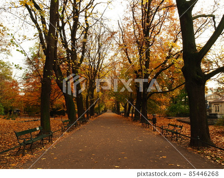 Poland landscape 85446268