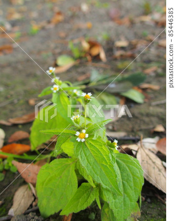 Shaggy soldier blooming in a vacant lot 85446385