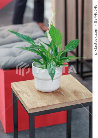Loft style apartment. Indoor flower blooming spathiphyllum stands on a stool in the room Loft style apartment. Indoor flower blooming spathiphyllum stands on a stool in the room 85446546