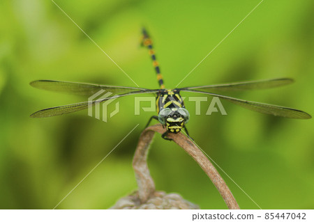 Clubtail dragonfly on dried flowers, large, dark color, large head, wide but not bulging eyes. The hind wings are larger than the front wings. When the island spreads its wings horizontally 85447042