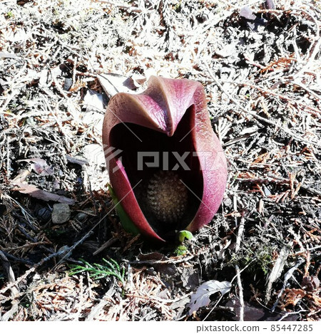 Skunk cabbage Skunk cabbage 85447285