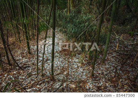 Bamboo grove in winter [Azumino] 85447300