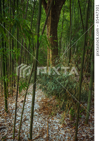 Bamboo grove in winter [Azumino] 85447301