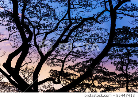 trees black silhuette blendind multicolored sky in bright colors 85447418