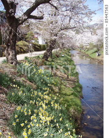 櫻花灌溉渠 85447563