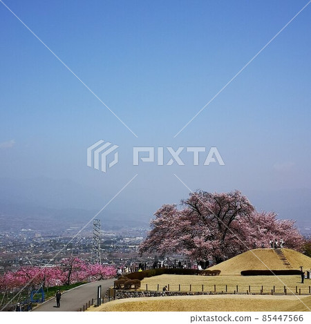 櫻花公園 櫻花公園 85447566