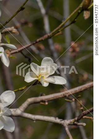 Magnolia kobus flowers in the spring field Magnolia kobus flowers in the spring field 85447737
