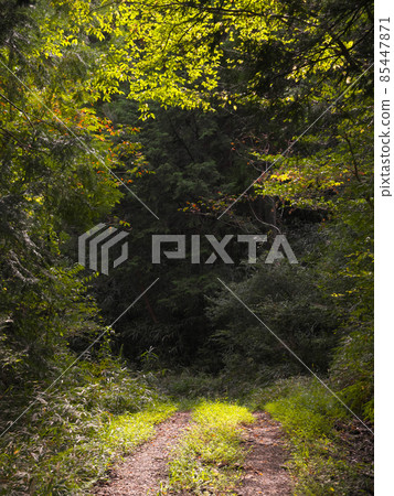 Forest road Forest road 85447871