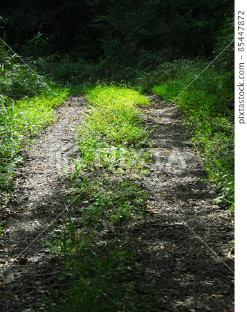 森林公路 森林公路 85447872
