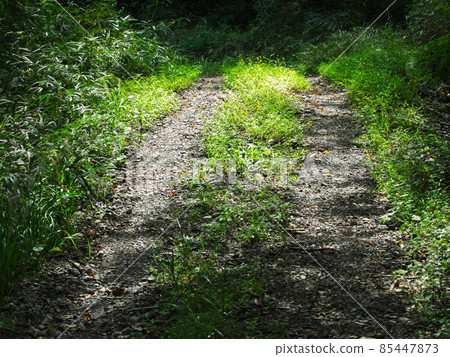 Forest road Forest road 85447873