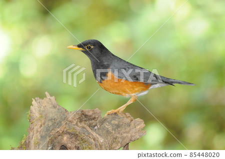 Munagro Akahara, a beautiful bird of the thrush family living in the mountain forests of Thailand and Vietnam 85448020