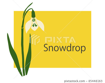 Snowdrop flowers Snowdrop flowers 85448163