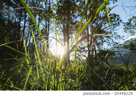 Beautiful scene misty forest with sun rays through the tree leaves Beautiful scene misty forest with sun rays through the tree leaves 85448229
