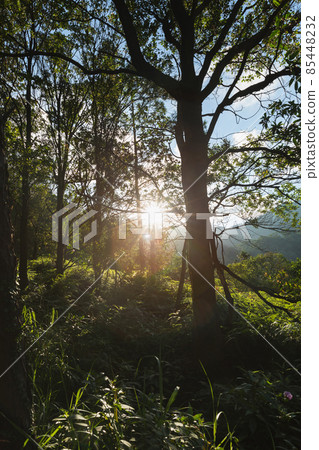 Beautiful scene misty forest with sun rays through the tree leaves 85448232