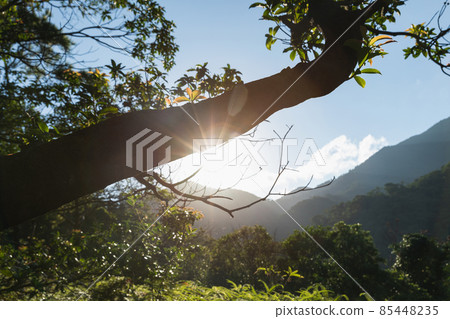 Beautiful scene misty forest with sun rays through the tree leaves 85448235