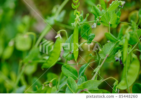 Growing green peas in garden, Organic farming 85448260