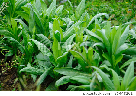 Green leaf lettuce in growth at vegetable garden 85448261