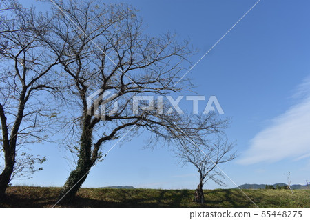 Autumn Miyuki Park 85448275