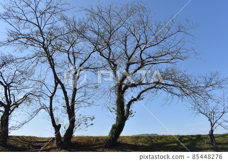 Autumn Miyuki Park Autumn Miyuki Park 85448276