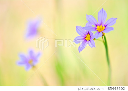 Small and lovely garden stone iris Small and lovely garden stone iris 85448602
