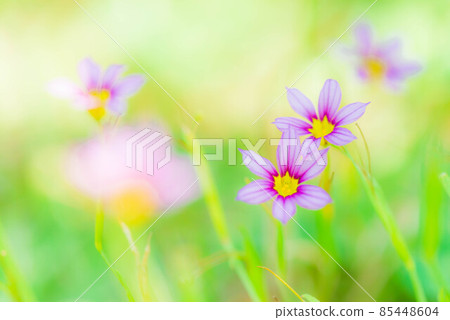 小而可愛的花園石鳶尾 85448604