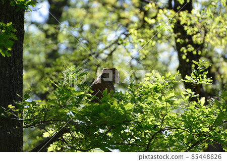 A mother monkey is feeding her cubs in the middle of the forest. Baby monkey is suckling milk from its mothe 85448826