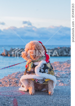 Sunrise and dog 85449163