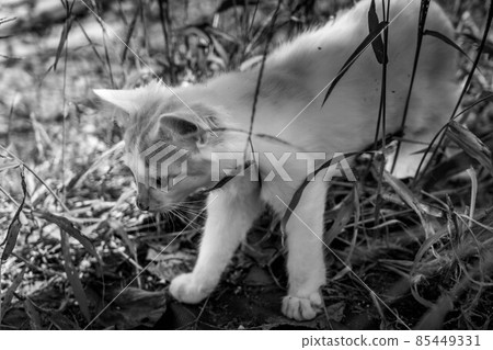 Healing time spent with kittens Healing time spent with kittens 85449331