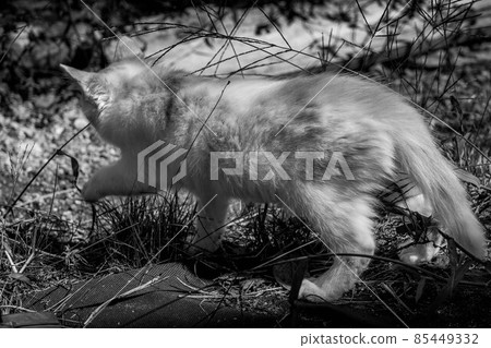 Healing time spent with kittens Healing time spent with kittens 85449332