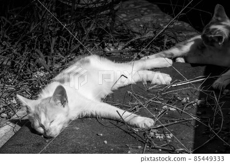Healing time spent with kittens Healing time spent with kittens 85449333