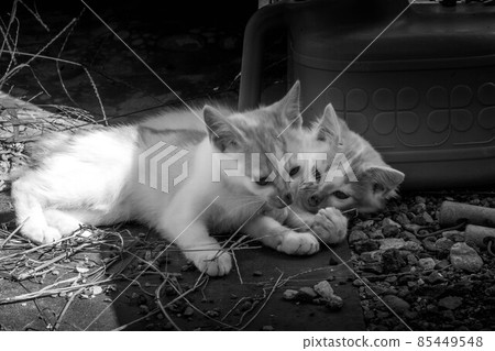 與小貓一起度過的治愈時光 85449548