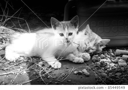 與小貓一起度過的治愈時光 85449549