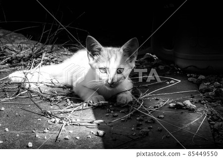 與小貓一起度過的治愈時光 85449550