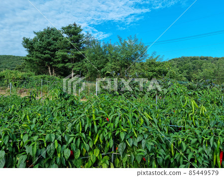 Pepper field Pepper field 85449579