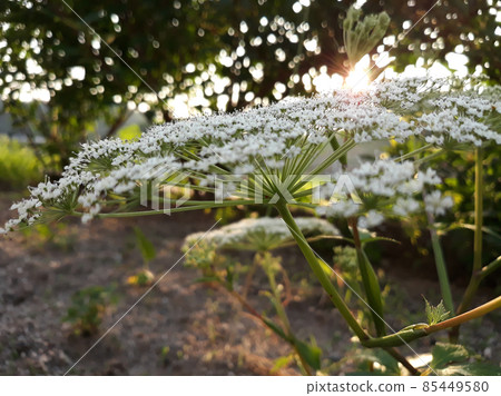 Angelica flowers Angelica flowers 85449580