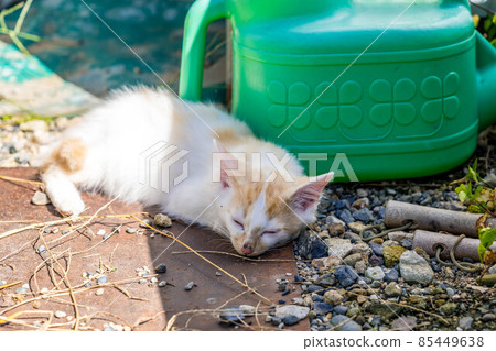 Healing time spent with kittens Healing time spent with kittens 85449638