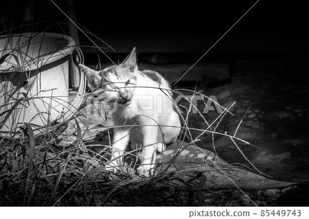 Healing time spent with kittens 85449743