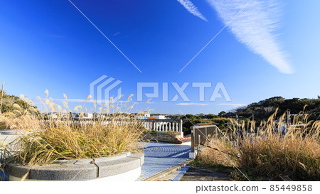 Winter of Jogashima in Miura City, Kanagawa Prefecture, Shonan Miura Peninsula 85449858