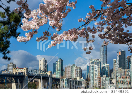 Vancouver City downtown skyscrapers skyline and Burrard Street Bridge. Cherry trees flowers full bloom in springtime. British Columbia, Canada. 85449891