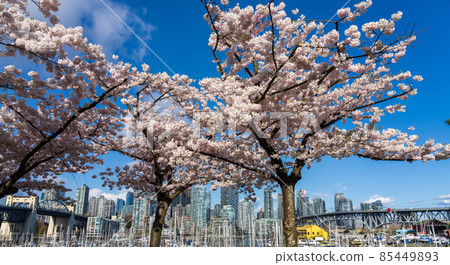 Vancouver City downtown skyscrapers skyline and Burrard Street Bridge, Granville Bridge. Cherry blossom in springtime. British Columbia, Canada. Vancouver City downtown skyscrapers skyline and Burrard Street Bridge, Granville Bridge. Cherry blossom in springtime. British Columbia, Canada. 85449893