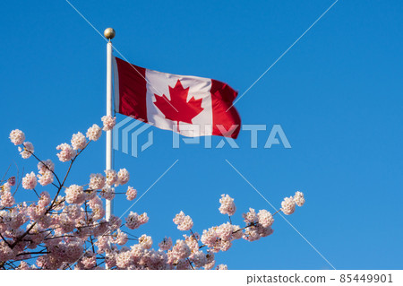 Close up National Flag of Canada and cherry blossoms in full bloom. Concept of canadian urban city life in spring time. Close up National Flag of Canada and cherry blossoms in full bloom. Concept of canadian urban city life in spring time. 85449901
