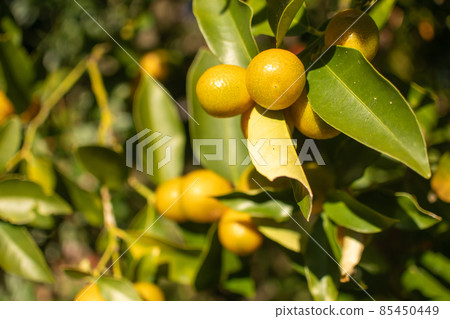 Kumquat. A kumquat tree that bears fruit. A golden fruit. 85450449