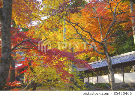 Eikenji秋葉 85450466