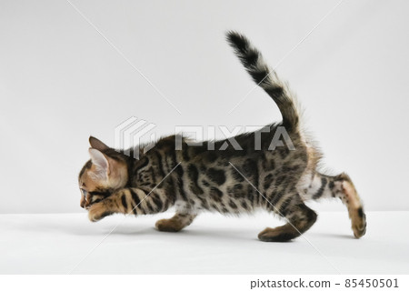 bengal kitten preparing to jump to play. a small, mischievous striped baby 85450501