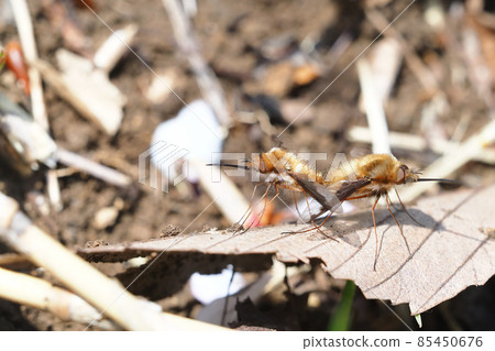 Greater bee fly (during mating) Greater bee fly (during mating) 85450676