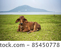 Brahman hybrids ,beef cattle, this picture You can use the images for farms or restaurant 85450778